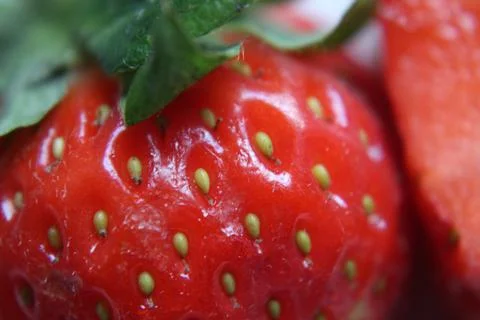 Strawberry Stock Photos
