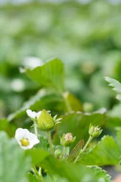 Strawberry Stock Photos