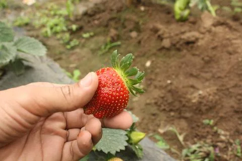 Strawberry Stock-Fotos