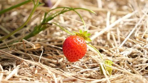 Strawberry Stock Photos