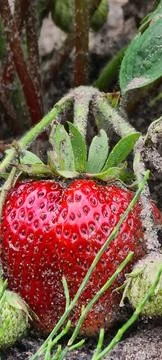 Strawberry Fotos de archivo