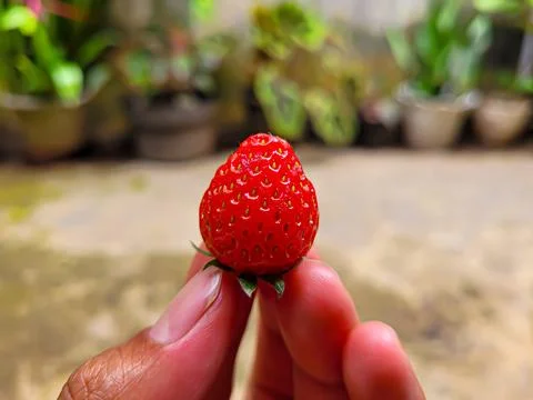 Strawberry Stock Photos