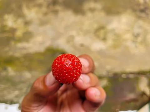 Strawberry Stock Photos