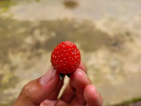 Strawberry Stock Photos