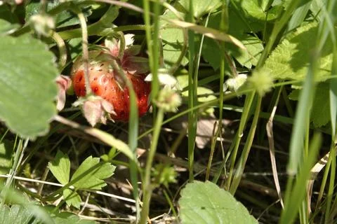 Strawberry  Foto stock