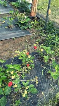 Strawberry Stock Photos