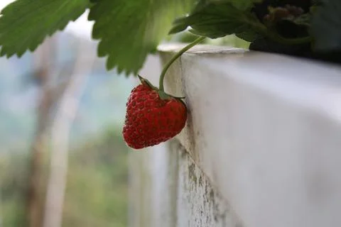 Strawberry Stock Photos