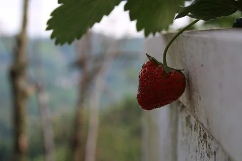 Strawberry Stock Photos