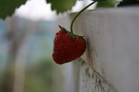 Strawberry Stock Photos