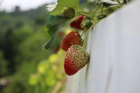 Strawberry Stock Photos