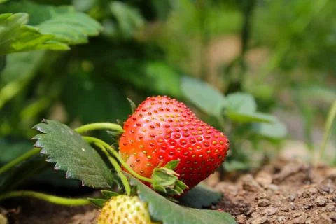 Strawberry Stock Photos