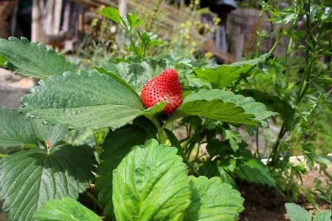 Strawberry Stock Photos