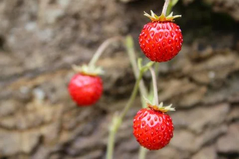 Strawberry Stock Photos