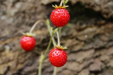 Strawberry Stock Photos