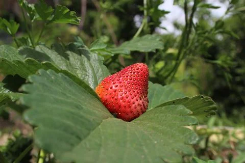 Strawberry Stock Photos