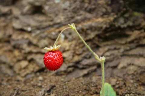 Strawberry Stock Photos