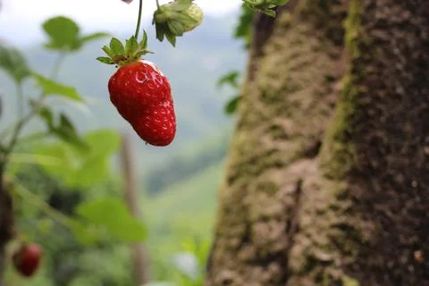 Strawberry Stock Photos