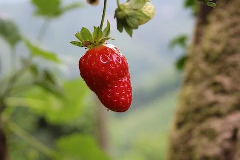 Strawberry Stock Photos