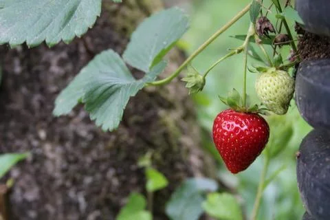 Strawberry Stock Photos