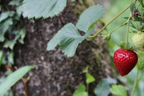 Strawberry Stock Photos