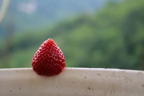 Strawberry Stock Photos