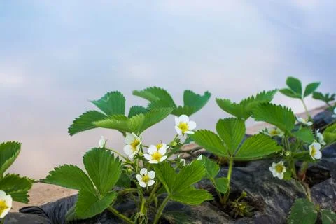 Strawberry Stock Photos