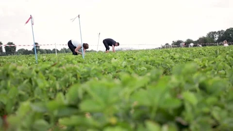 Strawberry pickers working in a field in Germany 스톡 동영상 131768602