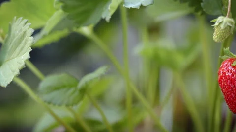 Strawberry Picking Close Up Stock Footage 137559793