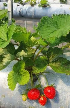 Strawberry picking experience Foto stock