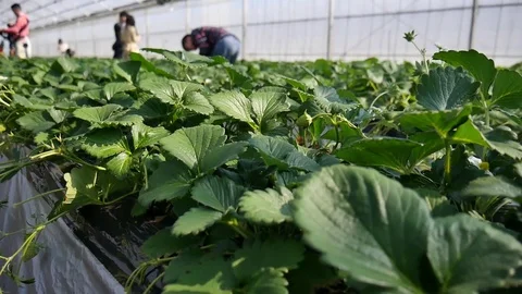 Strawberry picking field Stock-Footage 76476978