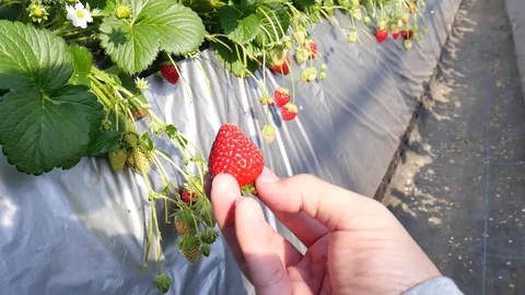 Strawberry picking Stock-Footage 76475884