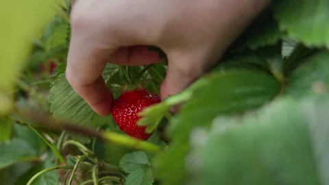 Strawberry Picking Stock Footage 313452646