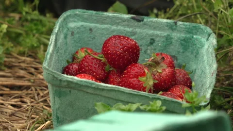 Strawberry picking harvest Stock Footage 305695228
