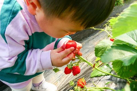 Strawberry picking Stock Photos