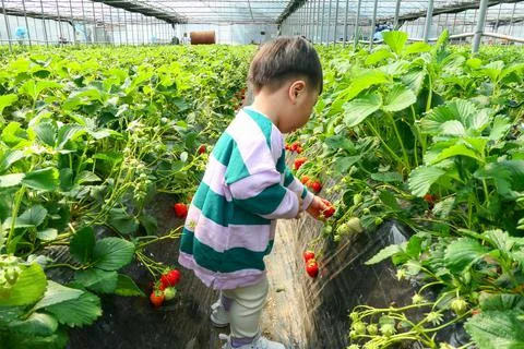 Strawberry picking Stock Photos