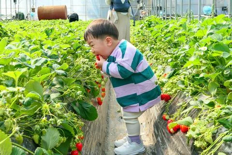 Strawberry picking Stock Photos