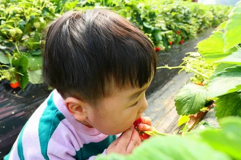 Strawberry picking Stock Photos