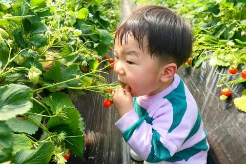 Strawberry picking Stock Photos