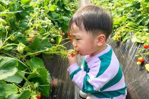 Strawberry picking Stock Photos