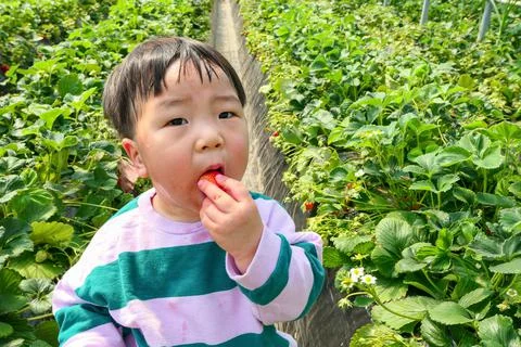Strawberry picking Stock Photos