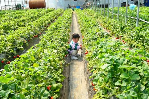 Strawberry picking Stock Photos