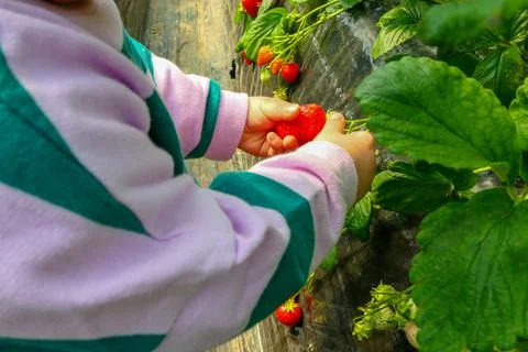 Strawberry picking Stock Photos