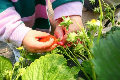 Strawberry picking Stock Photos
