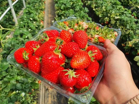Strawberry picking Stock Photos