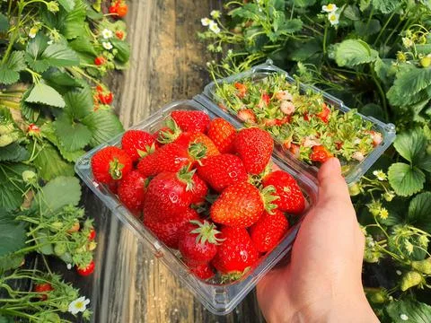Strawberry picking Stock Photos
