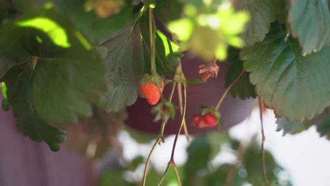 Strawberry plant 2 Stock Footage 134960166