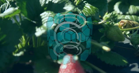 Strawberry plant with digital hexagonal pattern and circular animation overlay Video stock 305864858