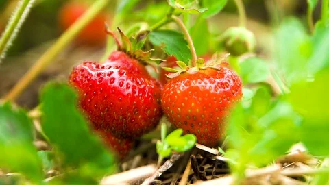 Strawberry Plant Stock Footage