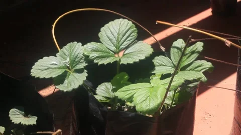 Strawberry plant Stock Footage 214194521