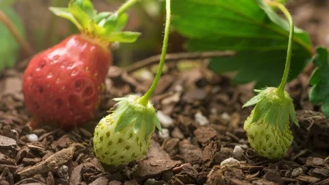 Strawberry Plant Growing Time Lapse Stock Footage